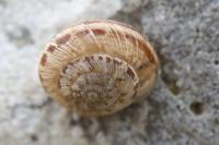 Xeroplexa intersecta