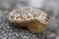 Xeroplexa intersecta