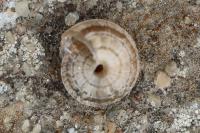 Xeroplexa intersecta
