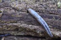 Lehmannia marginata