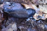 Limax cinereoniger