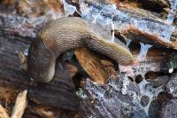 Limax cinereoniger