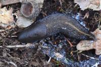 Limax cinereoniger