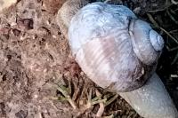 Helix pomatia