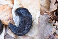 Limax cinereoniger