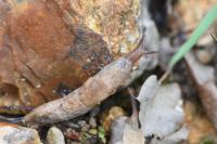 Deroceras reticulatum