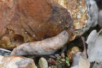 Deroceras reticulatum