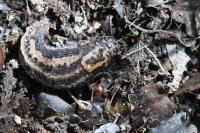 Limax maximus
