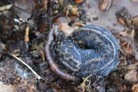Limax maximus