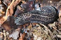 Limax maximus