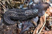 Limax maximus