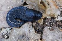 Limax cinereoniger