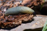 Arion intermedius