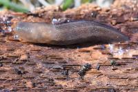 Lehmannia marginata