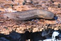 Lehmannia marginata