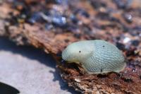 Arion intermedius