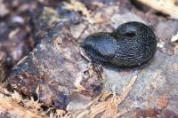 Arion hortensis