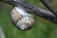 Helix pomatia