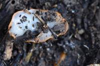 Arion subfuscus