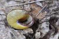 Cepaea nemoralis