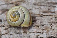 Cepaea nemoralis