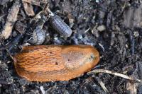 Arion subfuscus