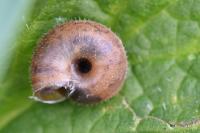 Trochulus hispidus