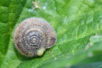 Trochulus hispidus