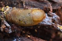 Arion subfuscus