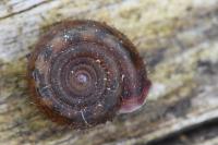 Helicodonta obvoluta