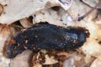 Limax cinereoniger