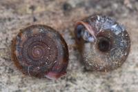 Helicodonta obvoluta