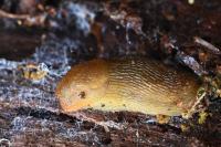 Arion subfuscus