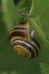 Cepaea hortensis
