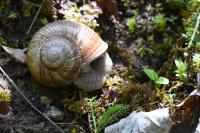 Helix pomatia