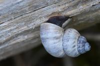 Pomatias elegans