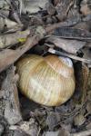 Helix pomatia