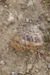 Cornu aspersum