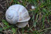 Helix pomatia