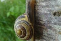 Cepaea nemoralis