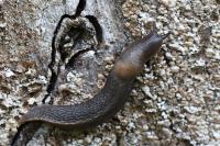 Limax cinereoniger
