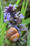Cepaea nemoralis