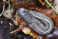Limax cinereoniger