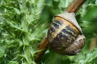 Cornu aspersum