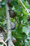 Cornu aspersum
