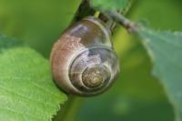Cepaea nemoralis