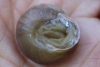 Cepaea nemoralis