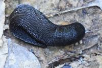 Limax cinereoniger