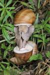 Helix pomatia