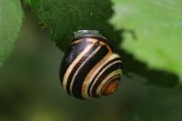 Cepaea nemoralis